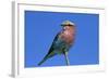 Lilac-breasted Roller, Hwange National Park, Zimbabwe, Africa-David Wall-Framed Photographic Print