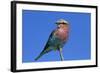 Lilac-breasted Roller, Hwange National Park, Zimbabwe, Africa-David Wall-Framed Photographic Print