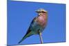 Lilac-breasted Roller, Hwange National Park, Zimbabwe, Africa-David Wall-Mounted Photographic Print