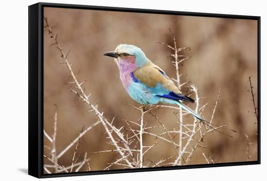 Lilac Breasted Roller in Thorn Tree-JLindsay-Framed Stretched Canvas