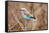 Lilac Breasted Roller in Thorn Tree-JLindsay-Framed Stretched Canvas