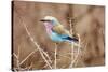 Lilac Breasted Roller in Thorn Tree-JLindsay-Stretched Canvas