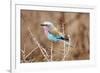 Lilac Breasted Roller in Thorn Tree-JLindsay-Framed Photographic Print