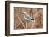 Lilac Breasted Roller in Thorn Tree-JLindsay-Framed Photographic Print