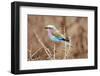 Lilac Breasted Roller in Thorn Tree-JLindsay-Framed Photographic Print