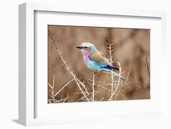 Lilac Breasted Roller in Thorn Tree-JLindsay-Framed Photographic Print