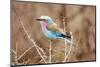 Lilac Breasted Roller in Thorn Tree-JLindsay-Mounted Photographic Print