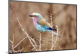 Lilac Breasted Roller in Thorn Tree-JLindsay-Mounted Photographic Print