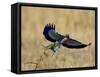 Lilac-Breasted Roller Landing with a Grasshopper in its Beak, Masai Mara National Reserve, Kenya-James Hager-Framed Stretched Canvas