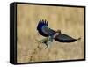 Lilac-Breasted Roller Landing with a Grasshopper in its Beak, Masai Mara National Reserve, Kenya-James Hager-Framed Stretched Canvas