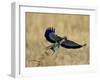 Lilac-Breasted Roller Landing with a Grasshopper in its Beak, Masai Mara National Reserve, Kenya-James Hager-Framed Photographic Print