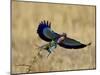 Lilac-Breasted Roller Landing with a Grasshopper in its Beak, Masai Mara National Reserve, Kenya-James Hager-Mounted Photographic Print