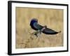 Lilac-Breasted Roller Landing with a Grasshopper in its Beak, Masai Mara National Reserve, Kenya-James Hager-Framed Photographic Print