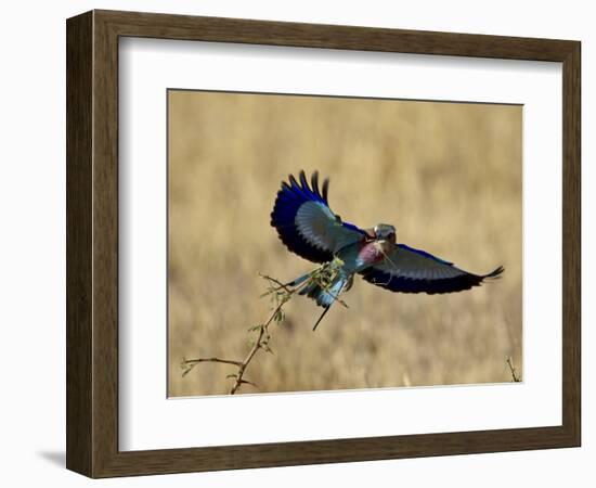 Lilac-Breasted Roller Landing with a Grasshopper in its Beak, Masai Mara National Reserve, Kenya-James Hager-Framed Photographic Print
