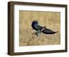 Lilac-Breasted Roller Landing with a Grasshopper in its Beak, Masai Mara National Reserve, Kenya-James Hager-Framed Photographic Print