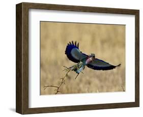 Lilac-Breasted Roller Landing with a Grasshopper in its Beak, Masai Mara National Reserve, Kenya-James Hager-Framed Photographic Print