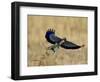 Lilac-Breasted Roller Landing with a Grasshopper in its Beak, Masai Mara National Reserve, Kenya-James Hager-Framed Photographic Print