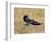 Lilac-Breasted Roller Landing with a Grasshopper in its Beak, Masai Mara National Reserve, Kenya-James Hager-Framed Photographic Print