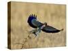 Lilac-Breasted Roller Landing with a Grasshopper in its Beak, Masai Mara National Reserve, Kenya-James Hager-Stretched Canvas