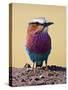 Lilac-Breasted Roller, Maasai Mara, Kenya-Joe Restuccia III-Stretched Canvas