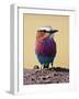 Lilac-Breasted Roller, Maasai Mara, Kenya-Joe Restuccia III-Framed Photographic Print