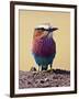 Lilac-Breasted Roller, Maasai Mara, Kenya-Joe Restuccia III-Framed Photographic Print