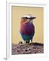 Lilac-Breasted Roller, Maasai Mara, Kenya-Joe Restuccia III-Framed Photographic Print