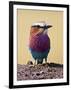 Lilac-Breasted Roller, Maasai Mara, Kenya-Joe Restuccia III-Framed Photographic Print