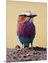 Lilac-Breasted Roller, Maasai Mara, Kenya-Joe Restuccia III-Mounted Photographic Print