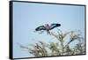 Lilac-Breasted Roller, Makgadikgadi Pans National Park, Botswana-Paul Souders-Framed Stretched Canvas