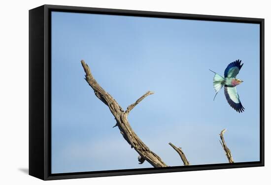 Lilac-Breasted Roller, Makgadikgadi Pans National Park, Botswana-Paul Souders-Framed Stretched Canvas