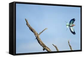 Lilac-Breasted Roller, Makgadikgadi Pans National Park, Botswana-Paul Souders-Framed Stretched Canvas