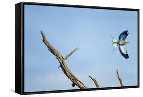 Lilac-Breasted Roller, Makgadikgadi Pans National Park, Botswana-Paul Souders-Framed Stretched Canvas