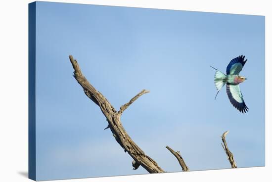 Lilac-Breasted Roller, Makgadikgadi Pans National Park, Botswana-Paul Souders-Stretched Canvas