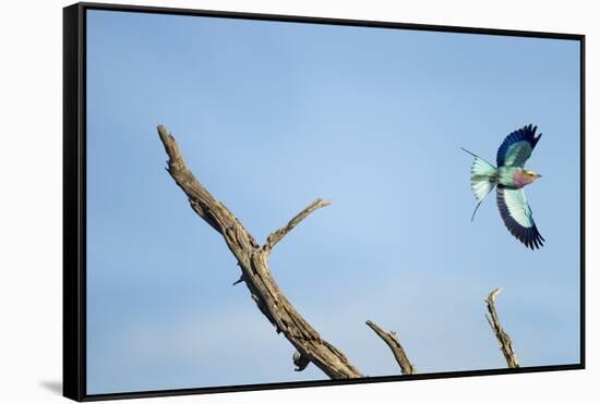 Lilac-Breasted Roller, Makgadikgadi Pans National Park, Botswana-Paul Souders-Framed Stretched Canvas