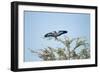 Lilac-Breasted Roller, Makgadikgadi Pans National Park, Botswana-Paul Souders-Framed Photographic Print