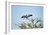 Lilac-Breasted Roller, Makgadikgadi Pans National Park, Botswana-Paul Souders-Framed Photographic Print