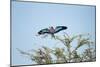 Lilac-Breasted Roller, Makgadikgadi Pans National Park, Botswana-Paul Souders-Mounted Photographic Print