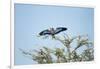 Lilac-Breasted Roller, Makgadikgadi Pans National Park, Botswana-Paul Souders-Framed Photographic Print