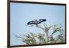 Lilac-Breasted Roller, Makgadikgadi Pans National Park, Botswana-Paul Souders-Framed Photographic Print