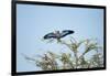 Lilac-Breasted Roller, Makgadikgadi Pans National Park, Botswana-Paul Souders-Framed Photographic Print