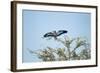 Lilac-Breasted Roller, Makgadikgadi Pans National Park, Botswana-Paul Souders-Framed Photographic Print