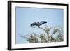 Lilac-Breasted Roller, Makgadikgadi Pans National Park, Botswana-Paul Souders-Framed Photographic Print