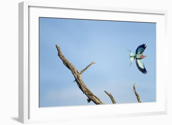 Lilac-Breasted Roller, Makgadikgadi Pans National Park, Botswana-Paul Souders-Framed Photographic Print