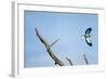 Lilac-Breasted Roller, Makgadikgadi Pans National Park, Botswana-Paul Souders-Framed Photographic Print