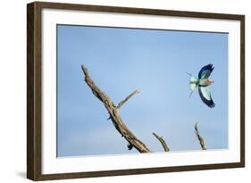 Lilac-Breasted Roller, Makgadikgadi Pans National Park, Botswana-Paul Souders-Framed Photographic Print