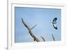 Lilac-Breasted Roller, Makgadikgadi Pans National Park, Botswana-Paul Souders-Framed Photographic Print