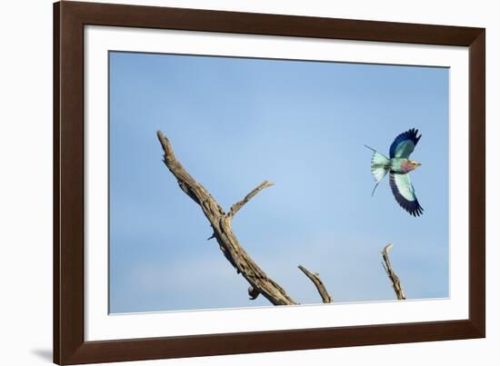 Lilac-Breasted Roller, Makgadikgadi Pans National Park, Botswana-Paul Souders-Framed Photographic Print