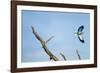 Lilac-Breasted Roller, Makgadikgadi Pans National Park, Botswana-Paul Souders-Framed Photographic Print