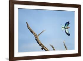 Lilac-Breasted Roller, Makgadikgadi Pans National Park, Botswana-Paul Souders-Framed Photographic Print